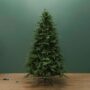 Kensington Fir Tree – 7.5′